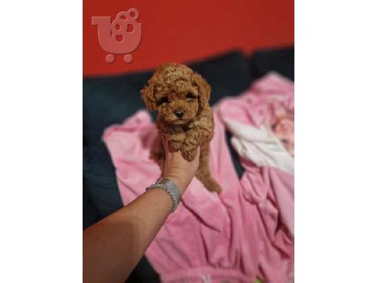 Υπέροχα κουτάβια Poodle Toy